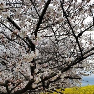 【ちなつ桜編】😄🌸✨