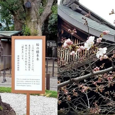 【ちなつ桜編】😄🌸✨