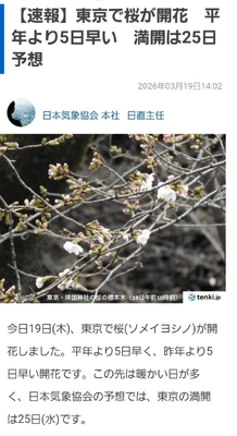✨🌸東京桜開花宣言🌸✨