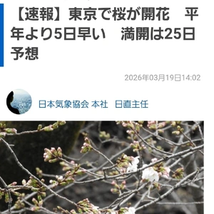 ✨🌸東京桜開花宣言🌸✨