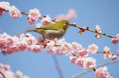 ✨🇯🇵春季皇霊祭・春分の日🇯🇵✨
