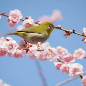 ✨🇯🇵春季皇霊祭・春分の日🇯🇵✨