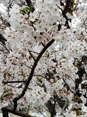 【ちなつ桜編】😄🌸✨