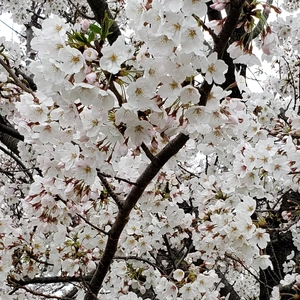 【ちなつ桜編】😄🌸✨