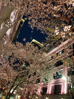 【ちなつ夜桜編】😄🌸✨