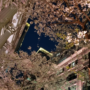 【ちなつ夜桜編】😄🌸✨
