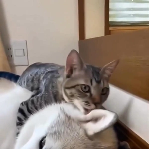 こにゃにゃちわ➰ฅ•ﻌ•ฅ☀️✨