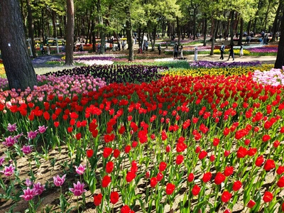 【ちなつチューリップ編】😄🌷✨