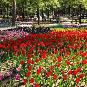 【ちなつチューリップ編】😄🌷✨