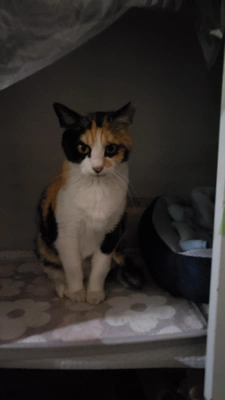 🌸🐱さくら猫の日🐱🌸