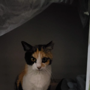 🌸🐱さくら猫の日🐱🌸