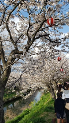 【ちなつ桜編】😄🌸✨