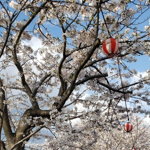 【ちなつ桜編】😄🌸✨