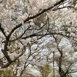 【ちなつ桜編】😄🌸✨
