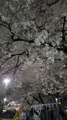 【ちなつ夜桜編】😄🌸✨
