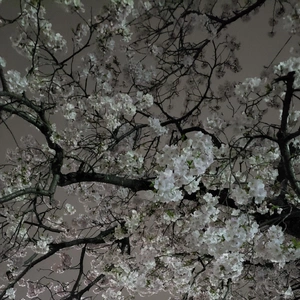 【ちなつ夜桜編】😄🌸✨