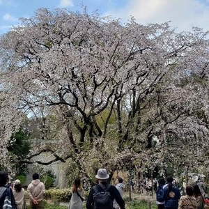 【ちなつ桜編】😄🌸✨