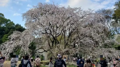 【ちなつ】携帯写真館