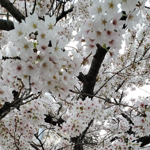 【ちなつ桜編】😄🌸✨