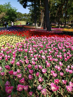 【ちなつチューリップ編】😄🌷✨