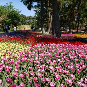 【ちなつチューリップ編】😄🌷✨