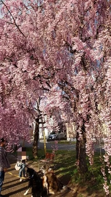✨🌸さくらの日🌸✨