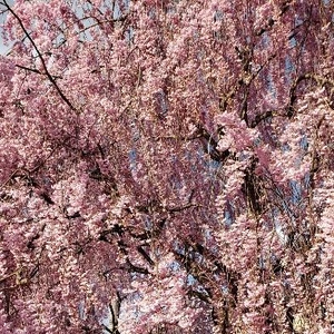 ✨🌸さくらの日🌸✨