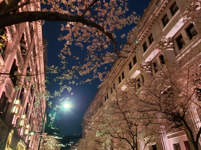 【ちなつ夜桜編】😄🌸✨
