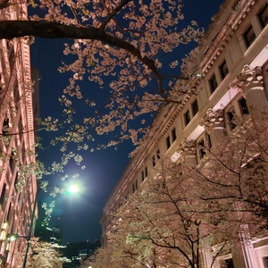 【ちなつ夜桜編】😄🌸✨