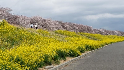 【ちなつ桜編】😄🌸✨