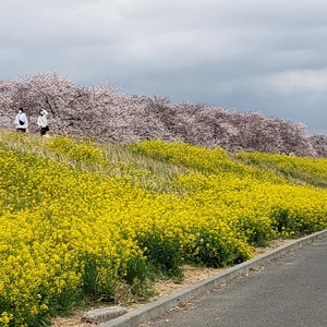 【ちなつ桜編】😄🌸✨