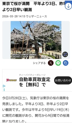 ✨🌸桜満開🌸✨