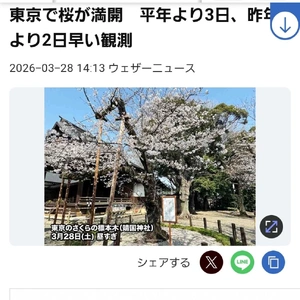 ✨🌸桜満開🌸✨