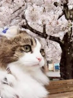 こにゃにゃちわ➰ฅ•ﻌ•ฅ☀️✨