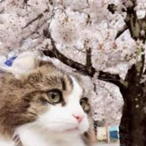 こにゃにゃちわ➰ฅ•ﻌ•ฅ☀️✨