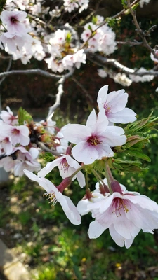 【ちなつ】です😄🌸✨