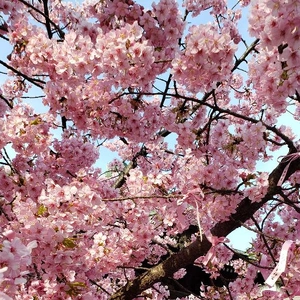 【ちなつ】携帯写真館