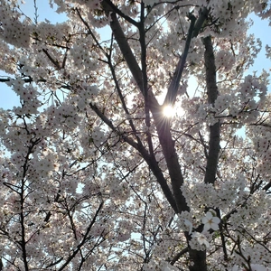 【ちなつ】です😄🌸✨