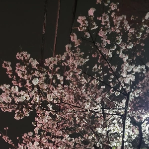 【ちなつ夜桜編】😄🌸✨