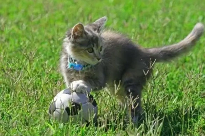 こにゃにゃちわ➰ฅ•ﻌ•ฅ