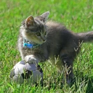 こにゃにゃちわ➰ฅ•ﻌ•ฅ