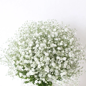 ✨🌼４月誕生花・カスミソウ🌼✨