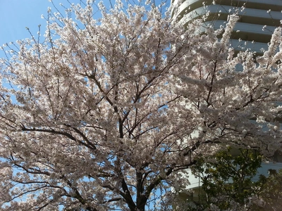 【ちなつ桜編】😄🌸✨