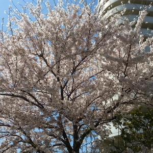 【ちなつ桜編】😄🌸✨