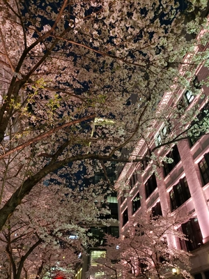 【ちなつ夜桜編】😄🌸✨