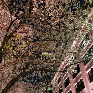 【ちなつ夜桜編】😄🌸✨