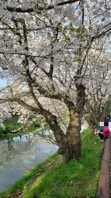 【ちなつ夜編】😄🌸✨
