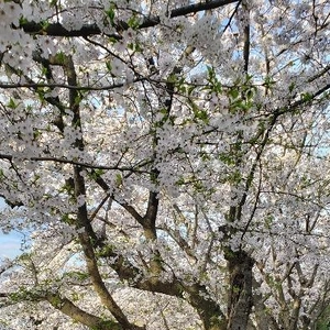 【ちなつ夜編】😄🌸✨