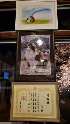 【ちなつ夜桜編】😄🌸✨