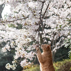 こにゃにゃちわ➰ฅ•ﻌ•ฅ☁️